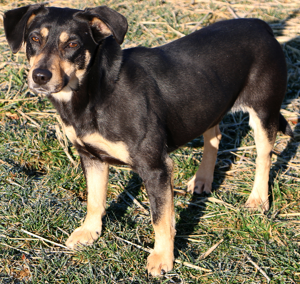 Bell (aka Tina), an adoptable Terrier, Mixed Breed in Charles Town, WV, 25414 | Photo Image 4