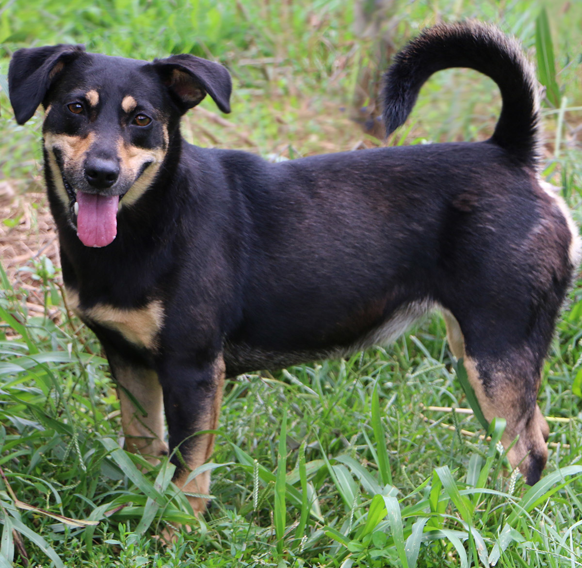 Bell (aka Tina), an adoptable Terrier, Mixed Breed in Charles Town, WV, 25414 | Photo Image 5