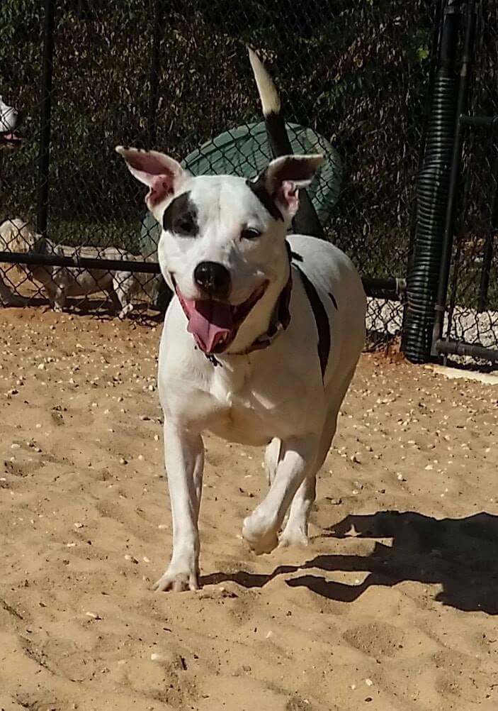 Diana, an adoptable American Staffordshire Terrier, Border Collie in Matthews, NC, 28106 | Photo Image 1