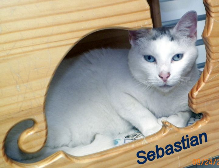Sebastian 2