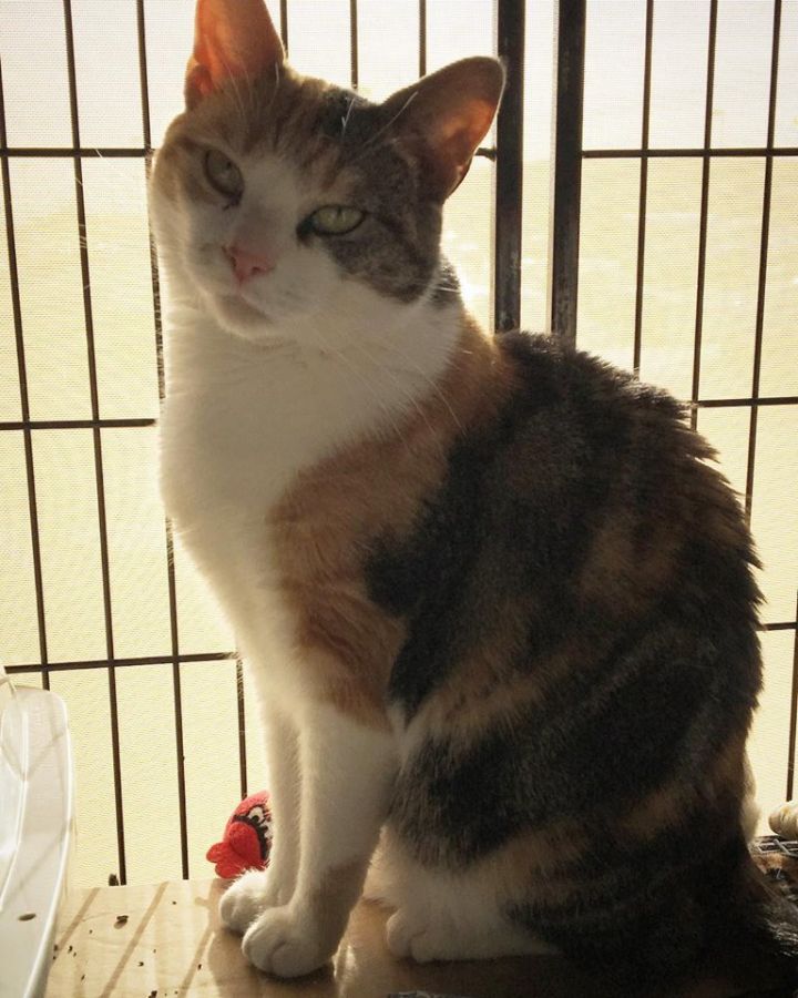 Cat For Adoption Valentina A Calico In Jersey City Nj Petfinder