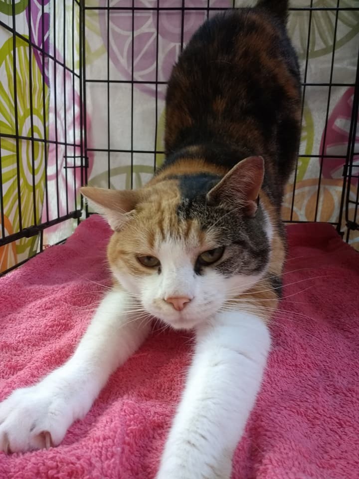 Cat For Adoption Valentina A Calico In Jersey City Nj Petfinder