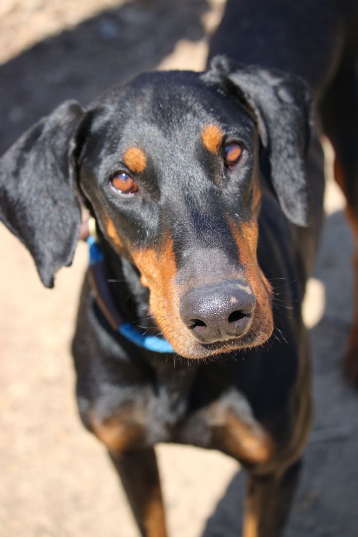 Dog For Adoption Turko A Doberman Pinscher In Fillmore Ca Petfinder