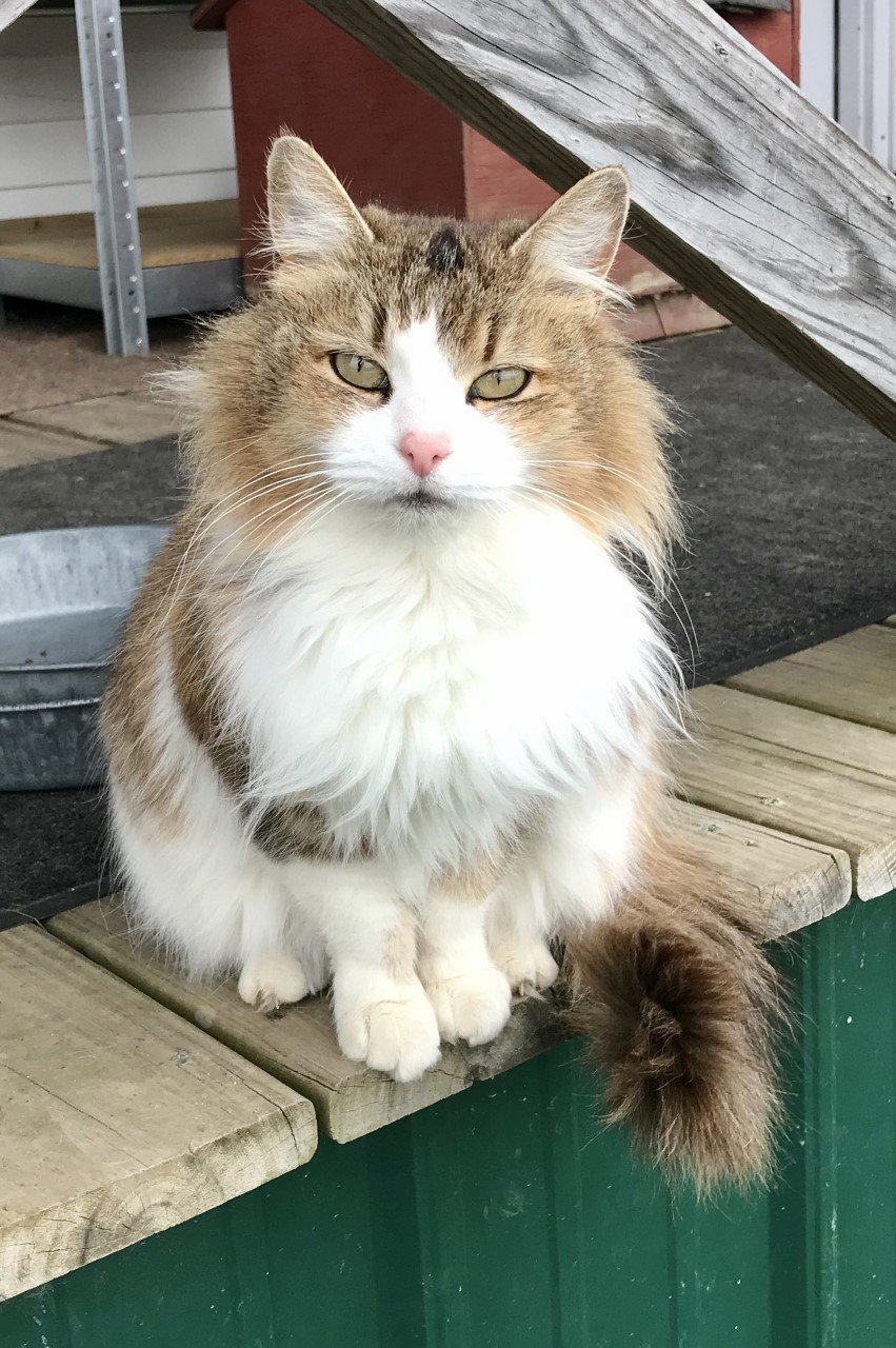 Jessie, an adoptable Domestic Medium Hair in Sistersville, WV, 26175 | Photo Image 1