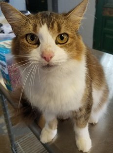 Jessie, an adoptable Domestic Medium Hair in Sistersville, WV, 26175 | Photo Image 3