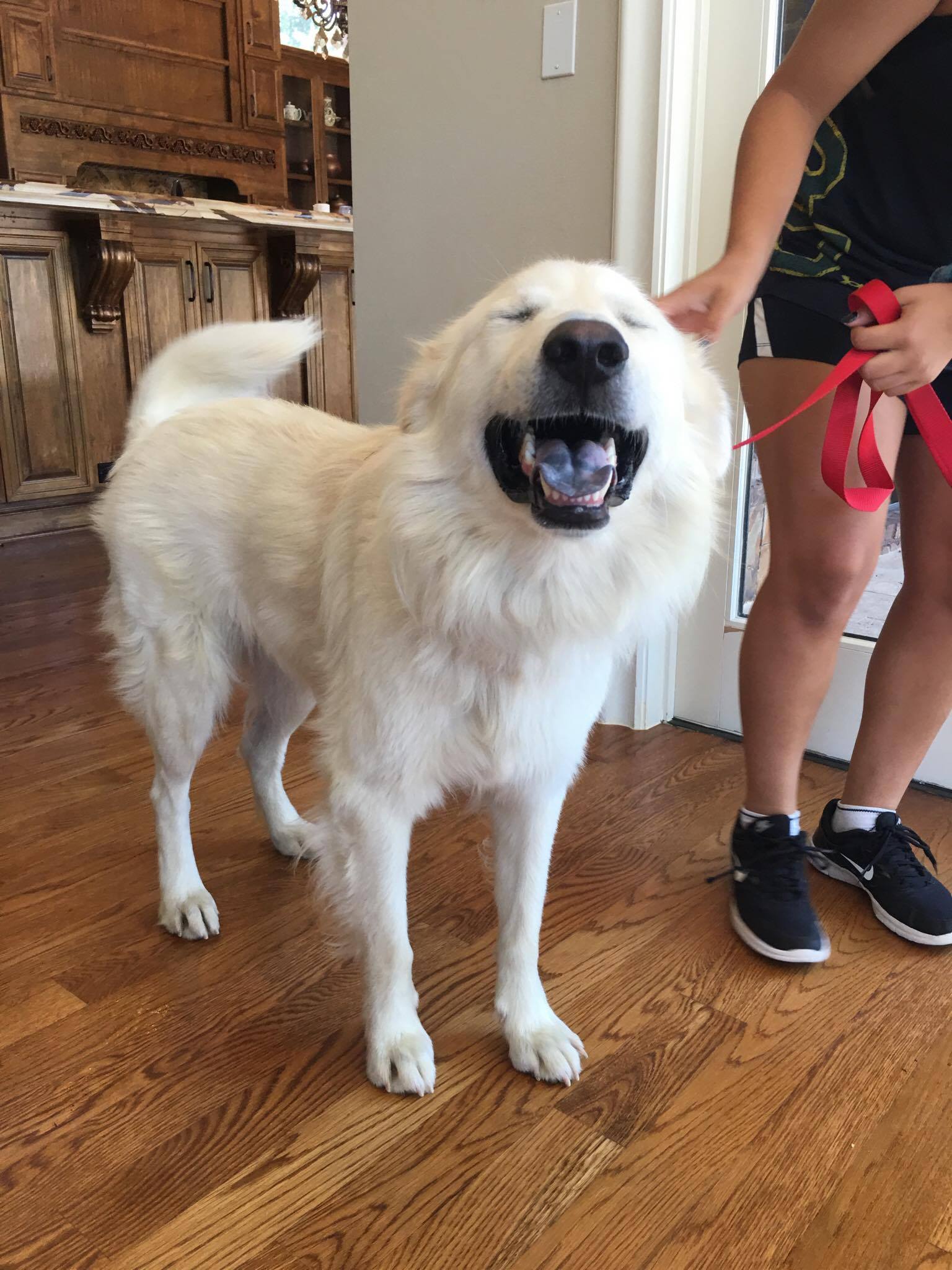 Roux, a Chow Chow \u0026 Great Pyrenees Mix 