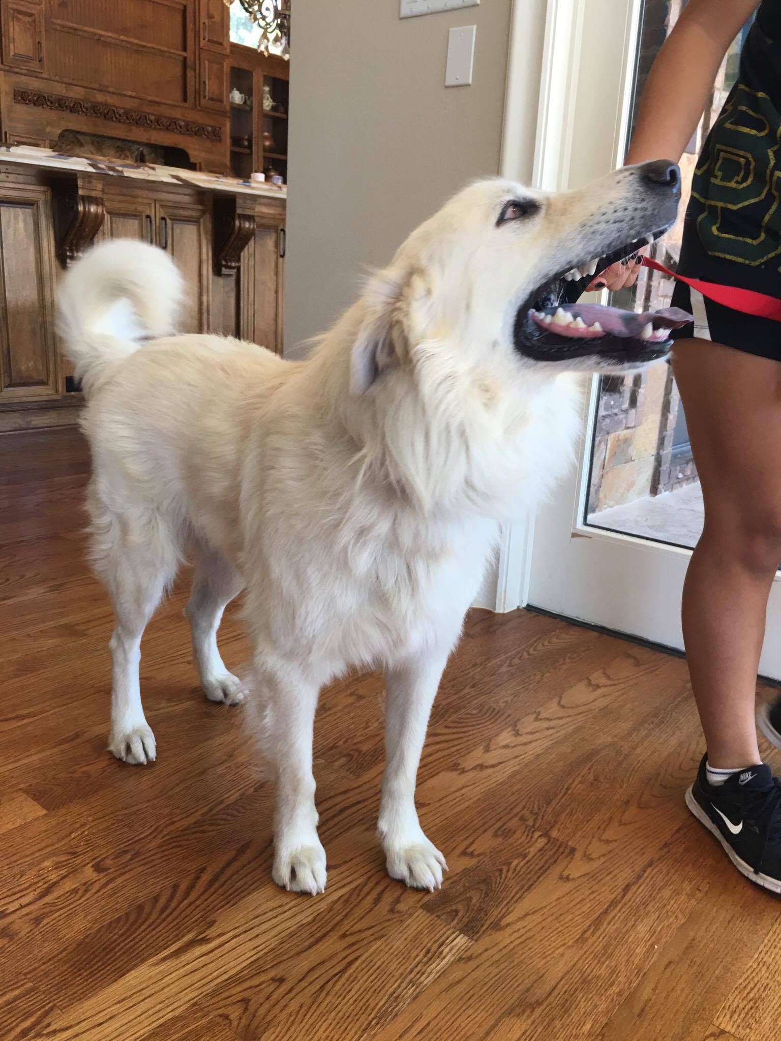 Roux, an adoptable Chow Chow, Great Pyrenees in Merit, TX, 75458 | Photo Image 2