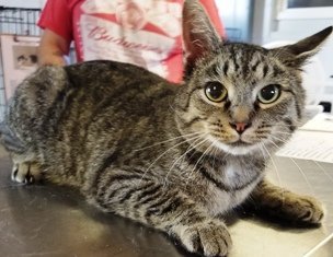 Simba, an adoptable Domestic Short Hair in Sistersville, WV, 26175 | Photo Image 1