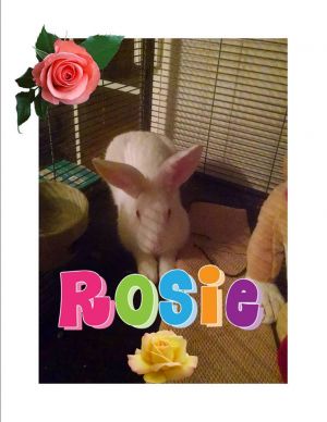 Rosie (Trea)