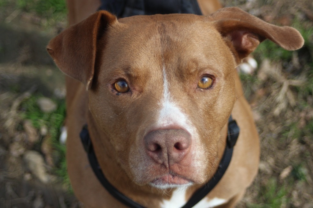 Baxter, an adoptable Pit Bull Terrier in Frankfort, KY, 40601 | Photo Image 1