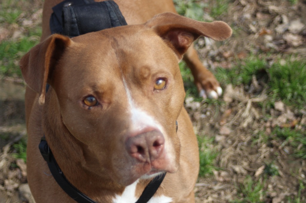 Baxter, an adoptable Pit Bull Terrier in Frankfort, KY, 40601 | Photo Image 4