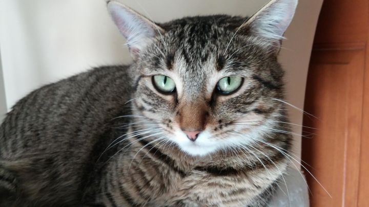 Buttons, an adopted Tabby in Minneapolis, MN_image-2