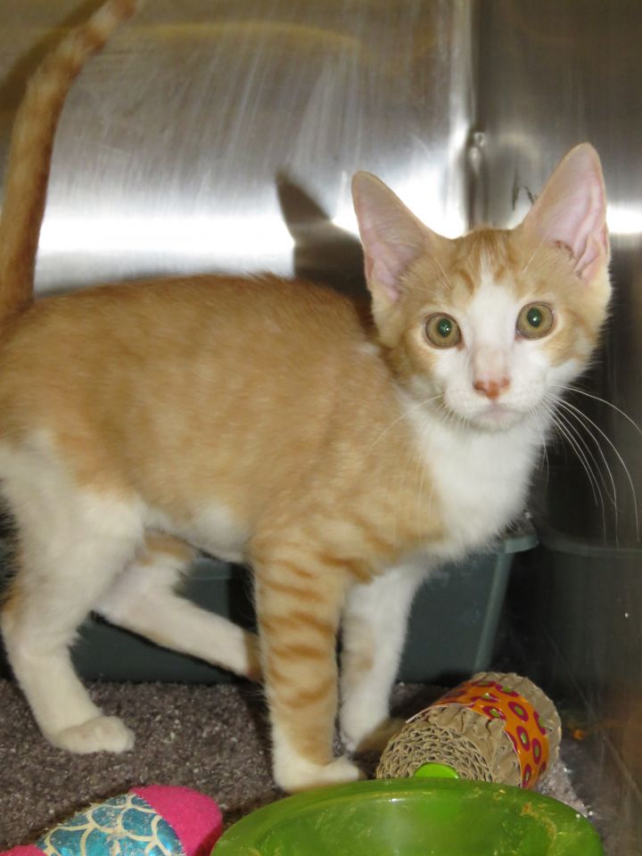 Cat for adoption Kittens at Midlothian PetSmart store a