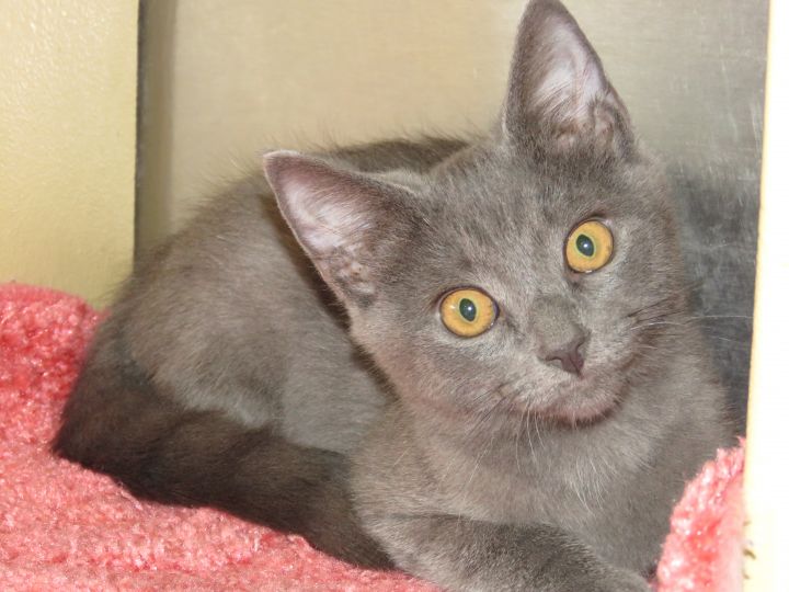 Cat for adoption - Kittens at Midlothian PetSmart store, a