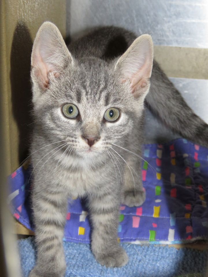 Gray cats hot sale for adoption