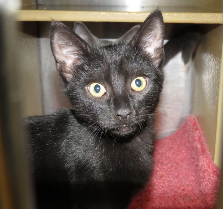 Cat for adoption - Kittens at Midlothian PetSmart store, a