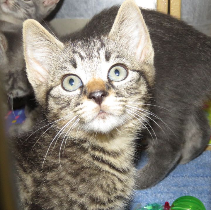Petsmart Richmond Cat Adoption RTELEY