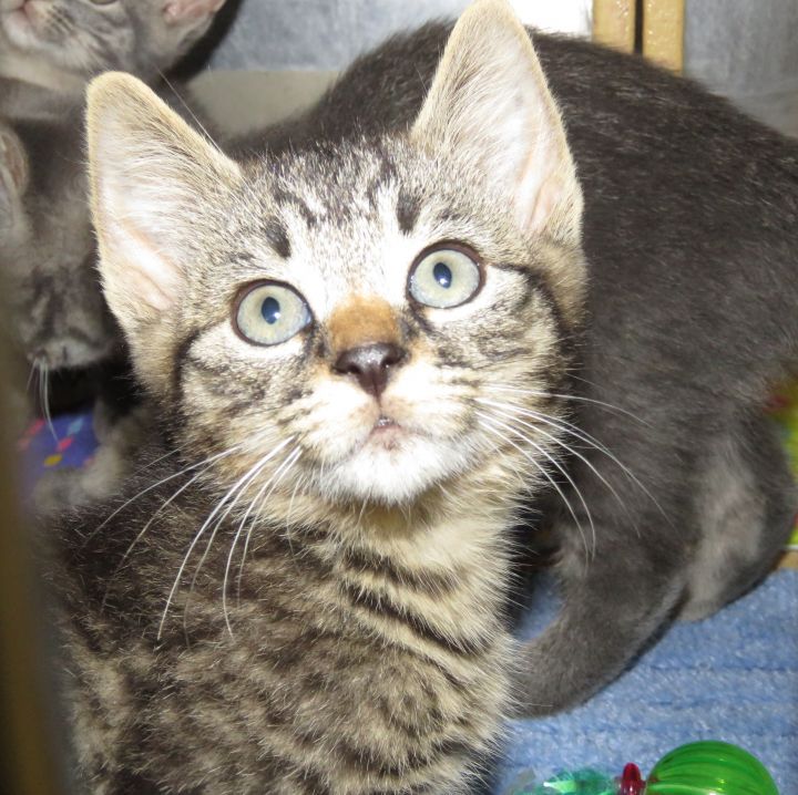 Cat for adoption - Kittens at Midlothian PetSmart store, a