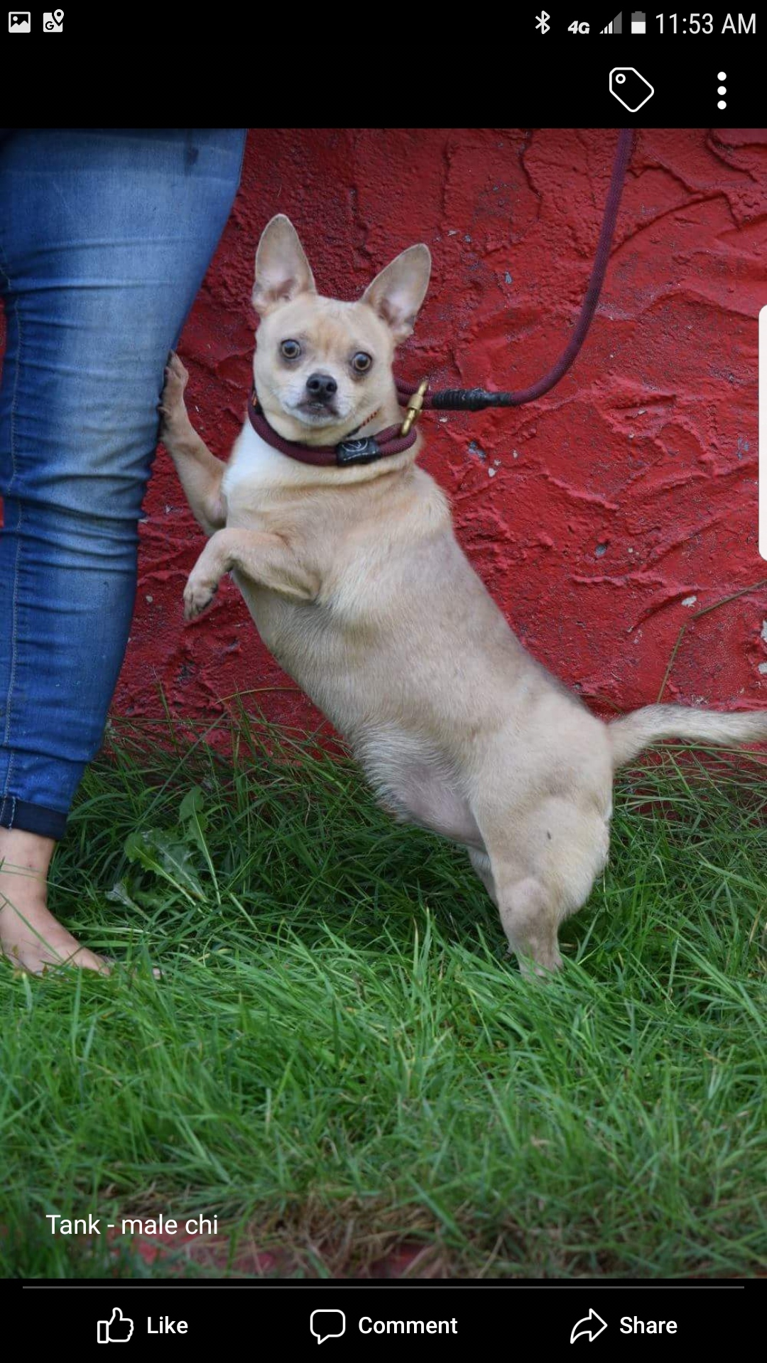 Tank, an adoptable Chihuahua in Far Rockaway, NY, 11691 | Photo Image 2