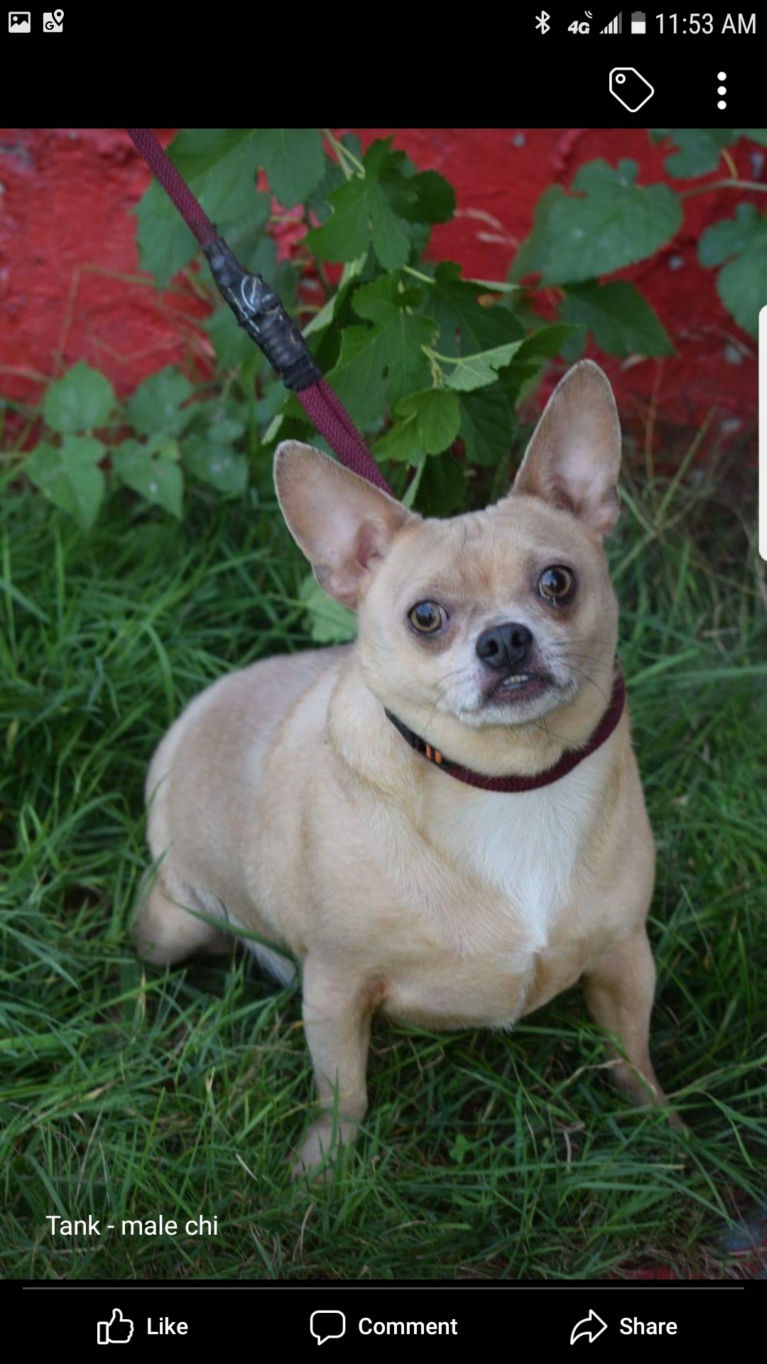 Tank, an adoptable Chihuahua in Far Rockaway, NY, 11691 | Photo Image 1