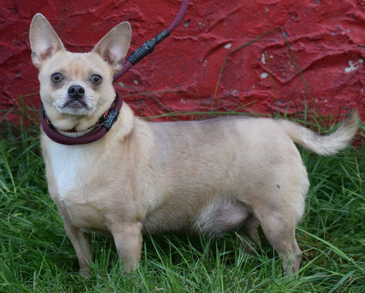 Tank, an adoptable Chihuahua in Far Rockaway, NY, 11691 | Photo Image 3