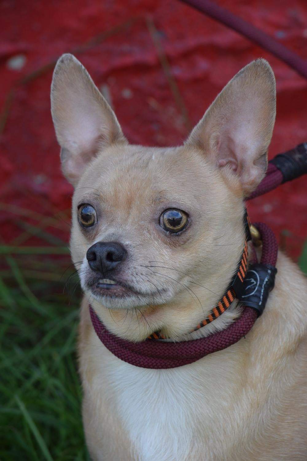 Tank, an adoptable Chihuahua in Far Rockaway, NY, 11691 | Photo Image 4