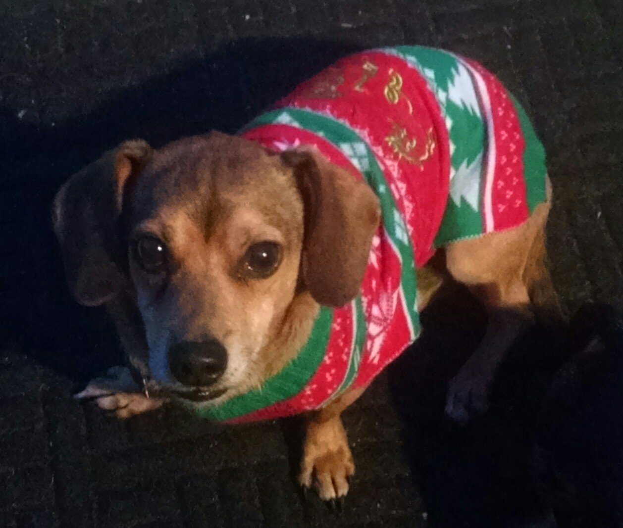 Wallie, an adoptable Dachshund, Beagle in Pearland, TX, 77584 | Photo Image 1