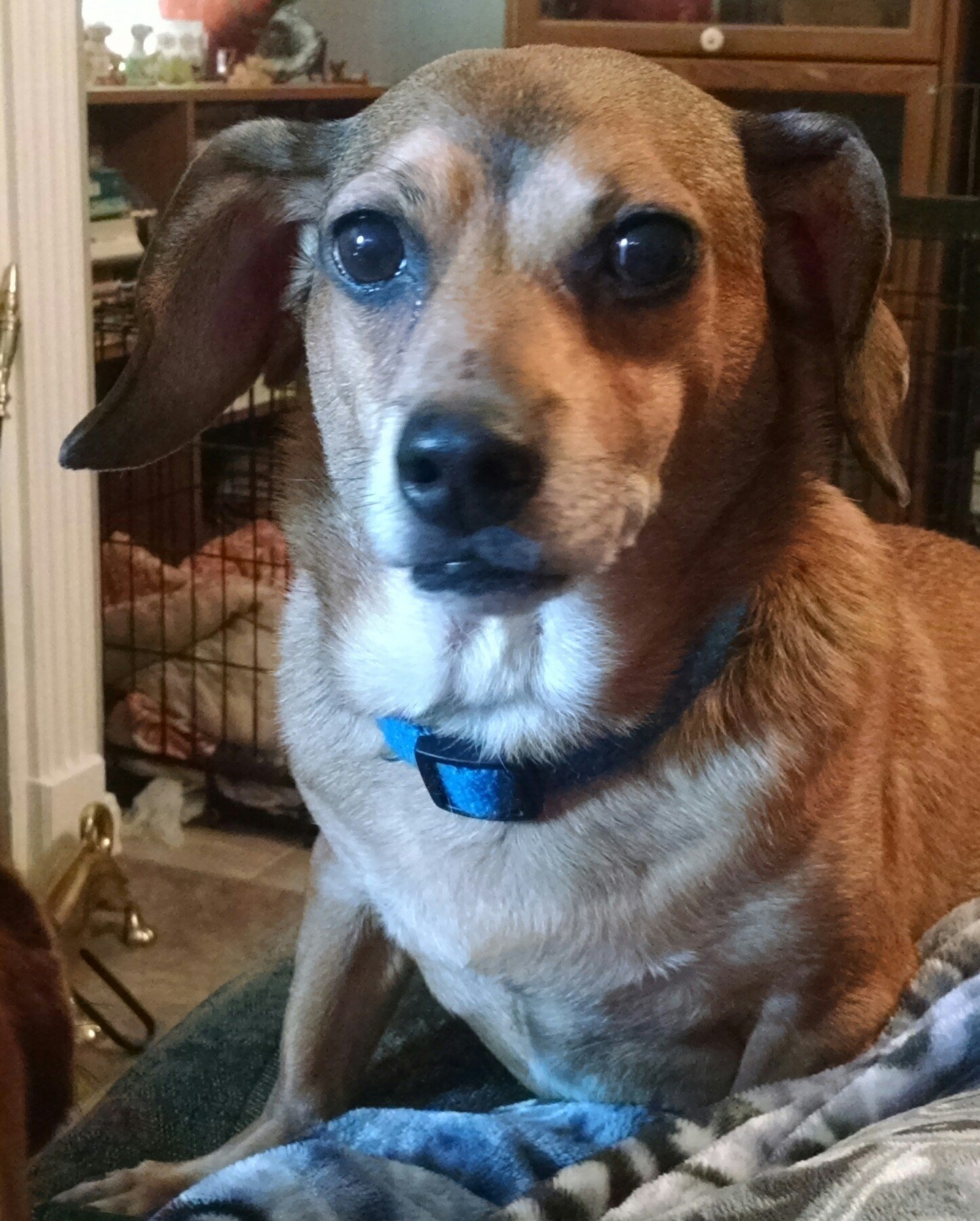 Wallie, an adoptable Dachshund, Beagle in Pearland, TX, 77584 | Photo Image 2