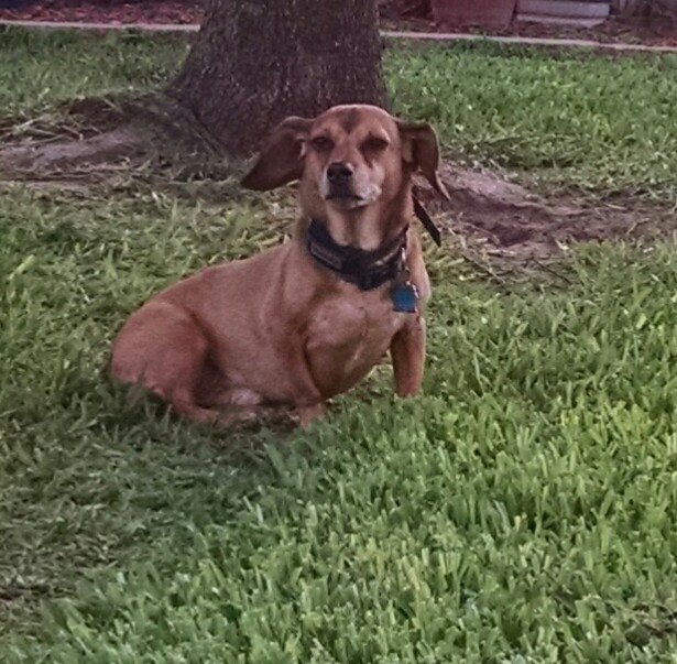 Wallie, an adoptable Dachshund, Beagle in Pearland, TX, 77584 | Photo Image 3