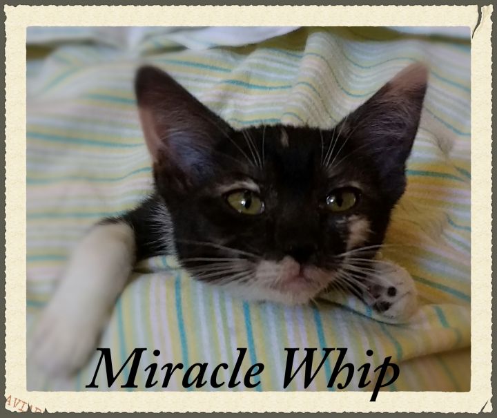 Miracle Whip 2