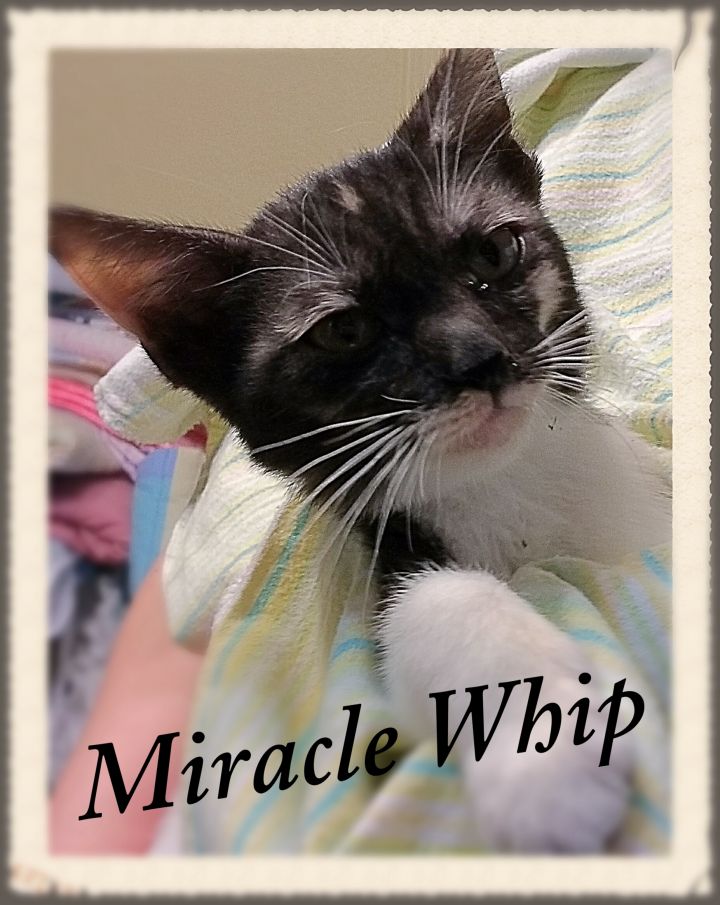 Miracle Whip 3