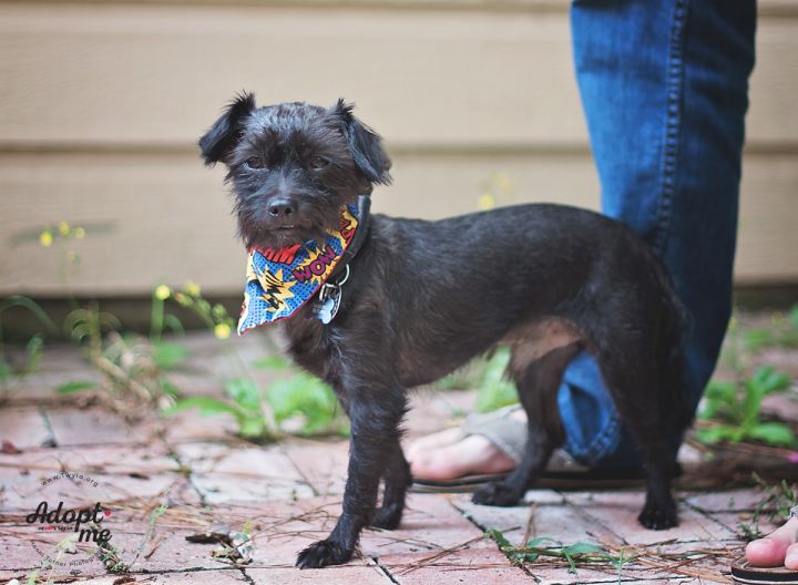 Harvey, an adopted Cairn Terrier & Chihuahua Mix in Kingwood, TX_image-2