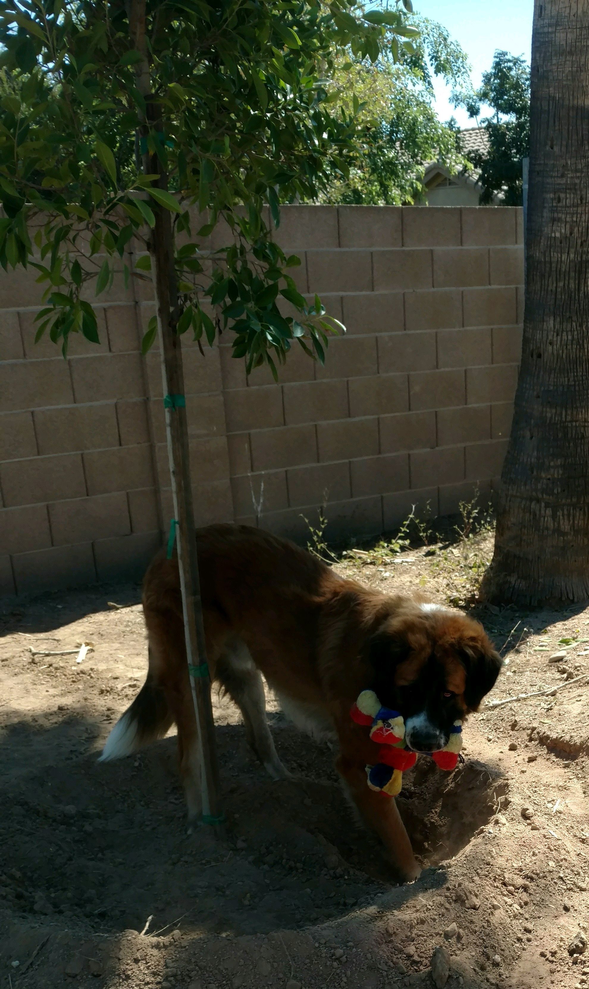 Hercules, an adoptable Saint Bernard in Glendale, AZ, 85310 | Photo Image 1