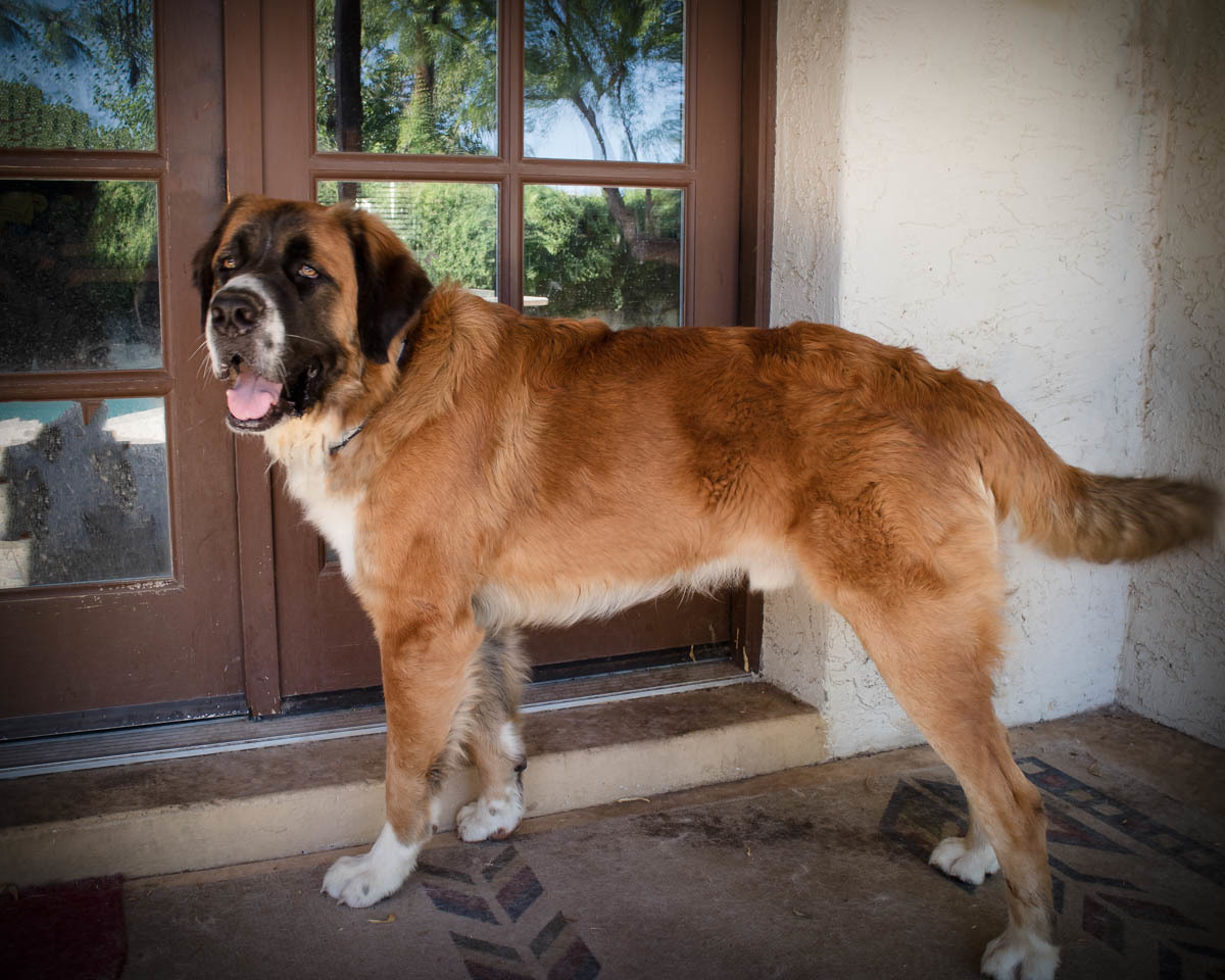 Hercules, an adoptable Saint Bernard in Glendale, AZ, 85310 | Photo Image 5