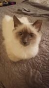 petfinder ragdoll