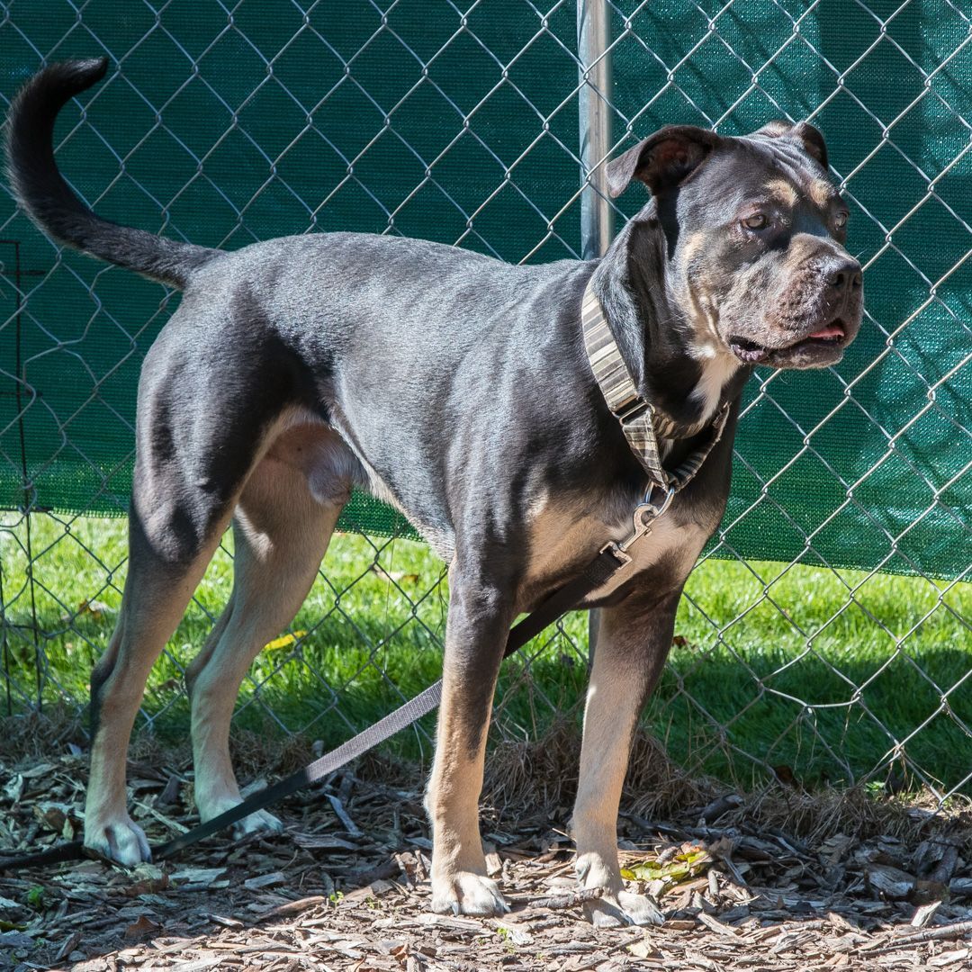 Finn, an adoptable Boxer, Rottweiler in Stroudsburg, PA, 18360 | Photo Image 2