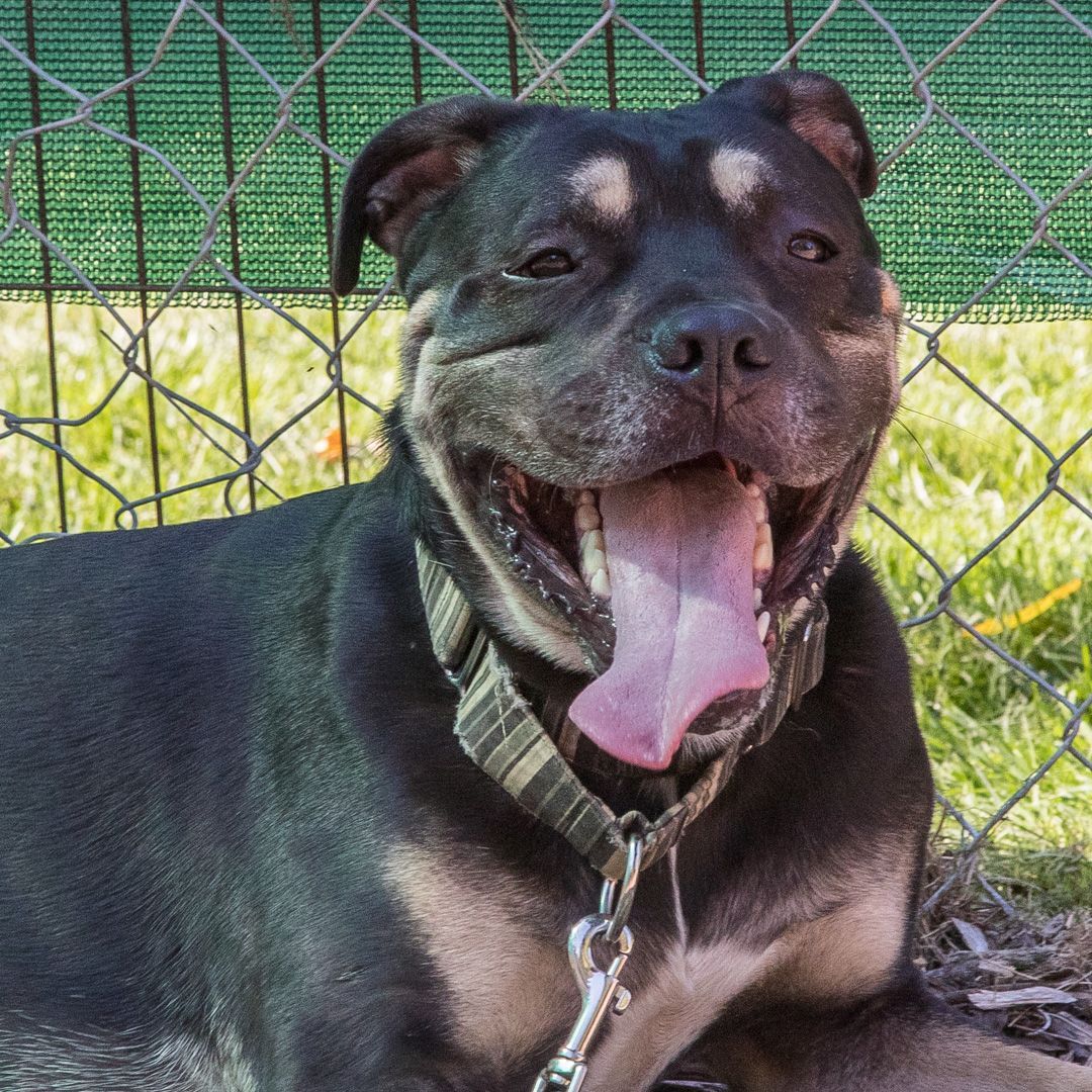 Finn, an adoptable Boxer, Rottweiler in Stroudsburg, PA, 18360 | Photo Image 1