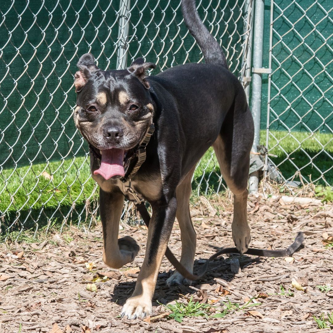 Finn, an adoptable Boxer, Rottweiler in Stroudsburg, PA, 18360 | Photo Image 3
