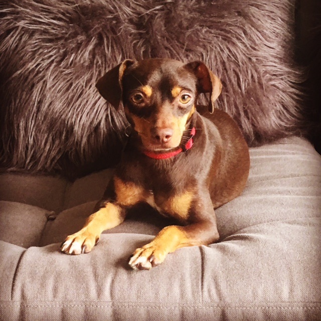 Austin, an adoptable Miniature Pinscher, Chihuahua in Redondo Beach, CA, 90278 | Photo Image 4