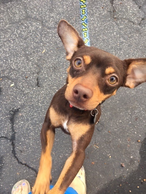 Austin, an adoptable Miniature Pinscher, Chihuahua in Redondo Beach, CA, 90278 | Photo Image 5