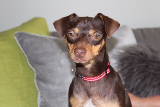 Austin, an adoptable Miniature Pinscher, Chihuahua in Redondo Beach, CA, 90278 | Photo Image 6