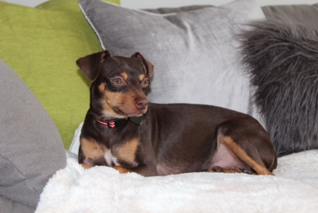 Austin, an adoptable Miniature Pinscher, Chihuahua in Redondo Beach, CA, 90278 | Photo Image 7