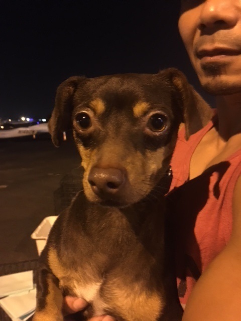 Austin, an adoptable Miniature Pinscher, Chihuahua in Redondo Beach, CA, 90278 | Photo Image 8