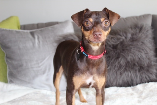 Austin, an adoptable Miniature Pinscher, Chihuahua in Redondo Beach, CA, 90278 | Photo Image 9