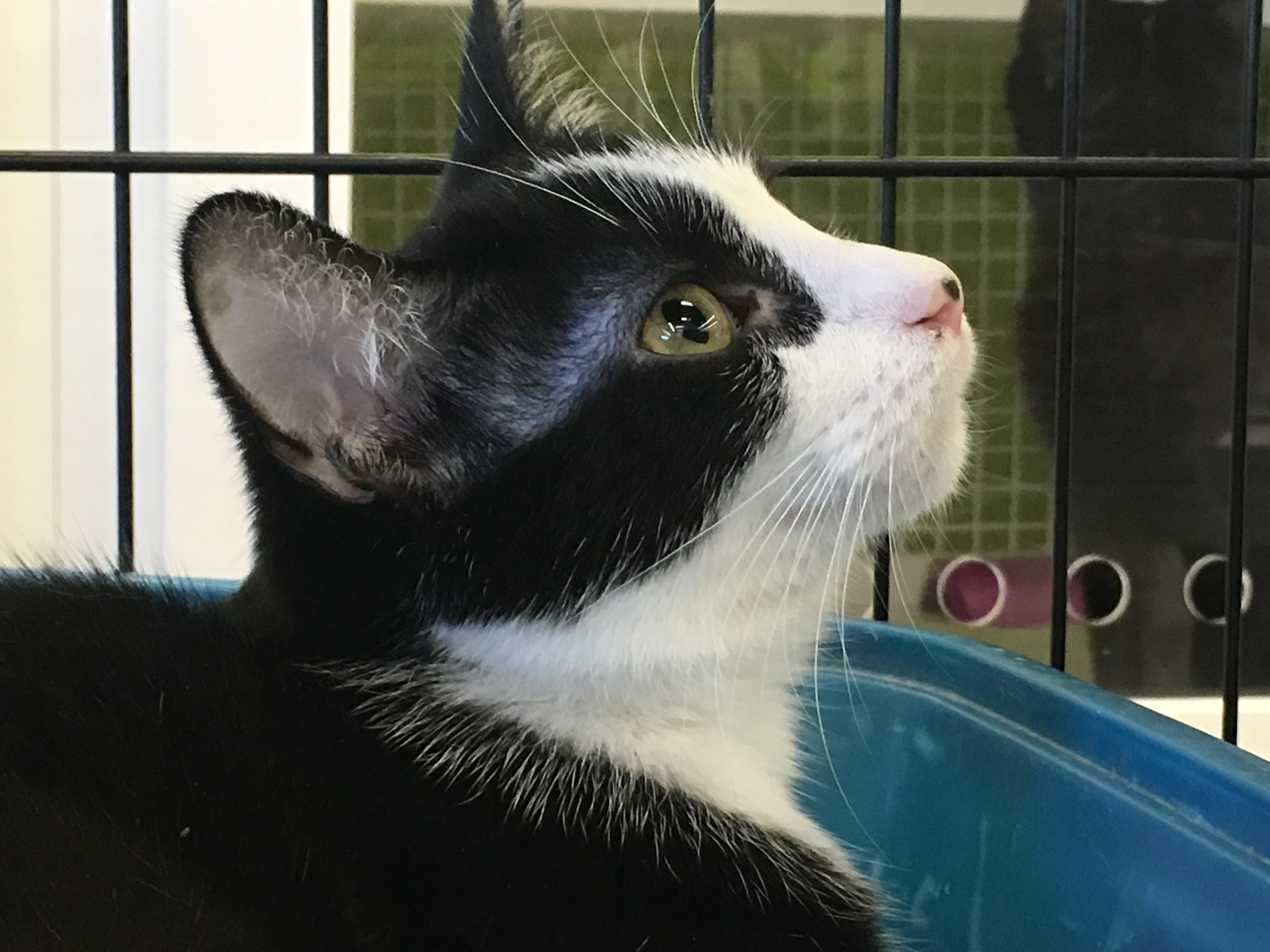 Domino, an adoptable Domestic Short Hair in Whiting, IN, 46394 | Photo Image 3