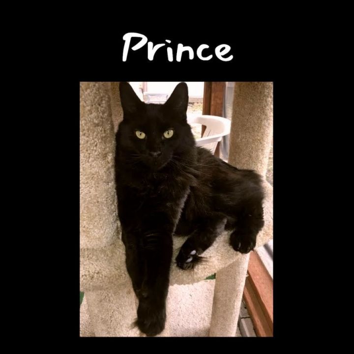 Prince 1