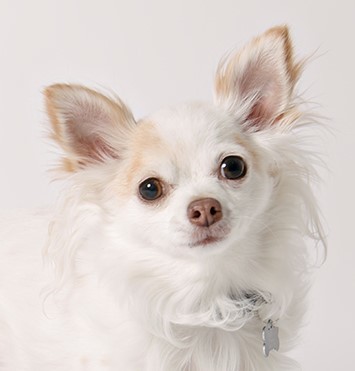 Penny, an adopted Chihuahua & Papillon Mix in Minneapolis, MN_image-1