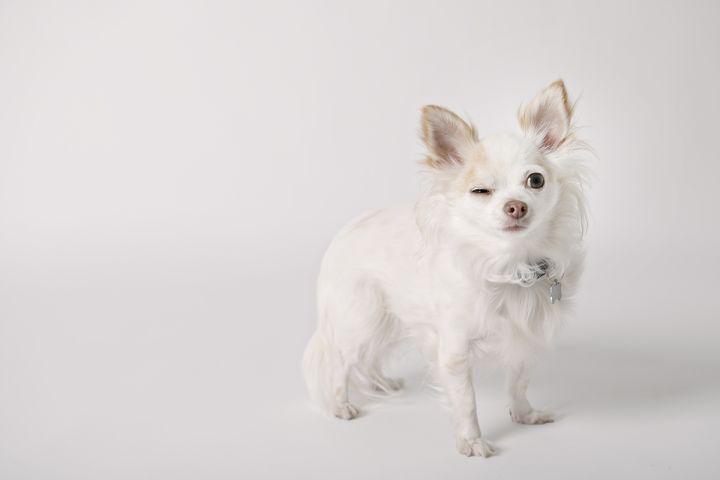 Penny, an adopted Chihuahua & Papillon Mix in Minneapolis, MN_image-5