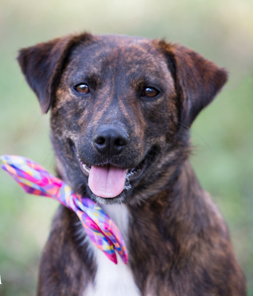 plott hound is a mixed breed