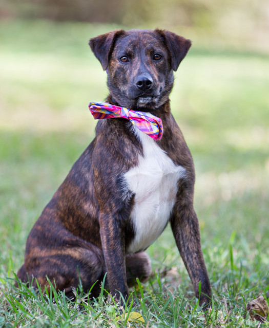 plott hound puppy adoption